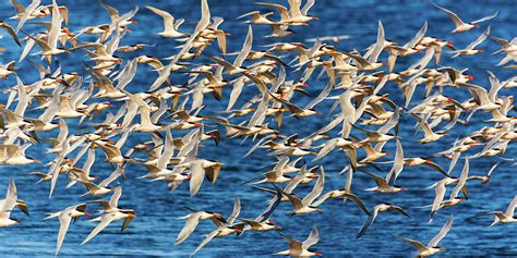 Flock Of Elegant Terns 4 Photograph By Brian Knott Photography Fine