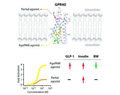 Binding Sites Of Partial And AgoPAM Agonists To GPR40 And Their