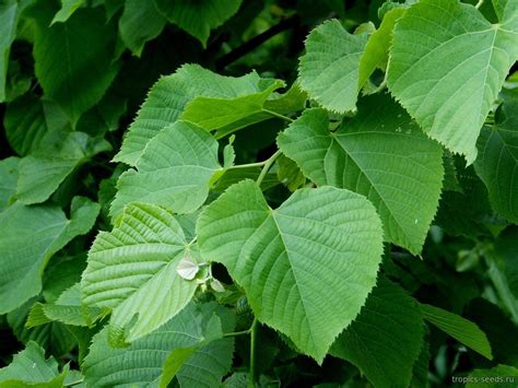 Липа Кавказская (Tilia caucasica): купить 3 семени с доставкой на ...
