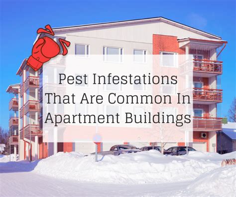 Pest Infestations That Are Common In Apartment Buildings Knockout