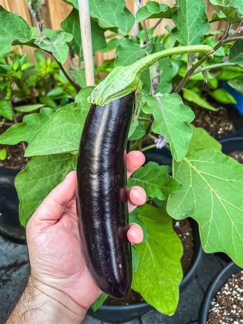 13 Best Eggplant Varieties To Grow [with Recipes And Photos] Urban Farm And Kitchen