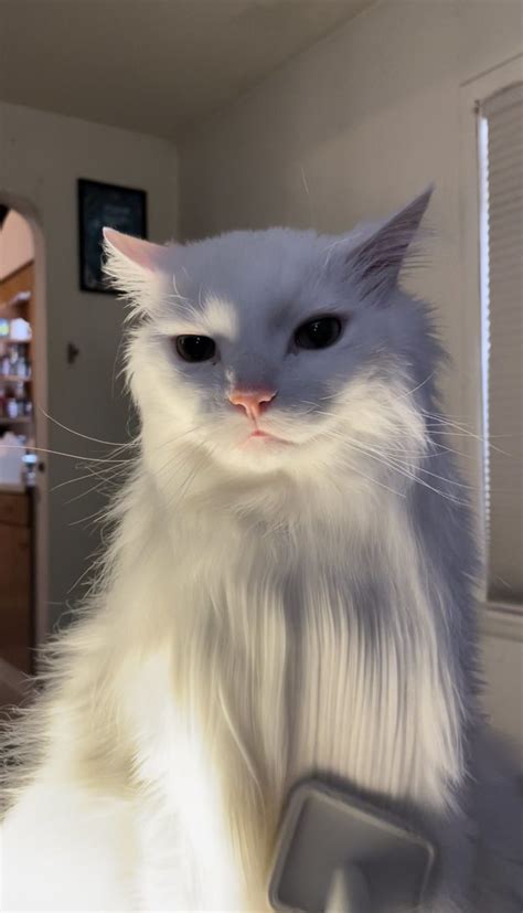 Thurston Waffles Meme Superstar Cat Has Passed Away