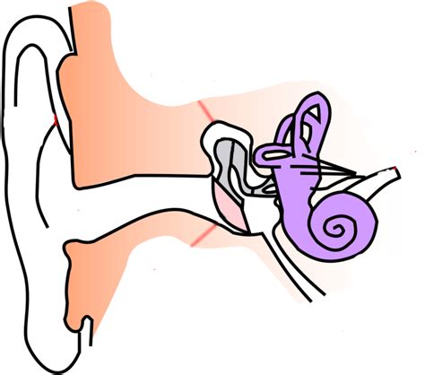 Location Diagram Of Ear For Class 8 Clipart Full Size Clipart 3678725 Pinclipart