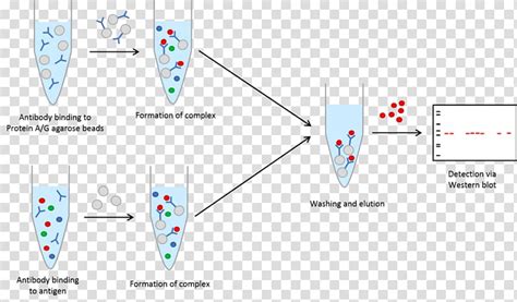 Immunoprecipitation Diagram