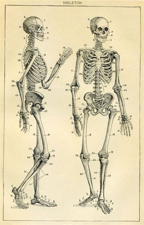 medical posters skeleton Google Search Anatomía del esqueleto