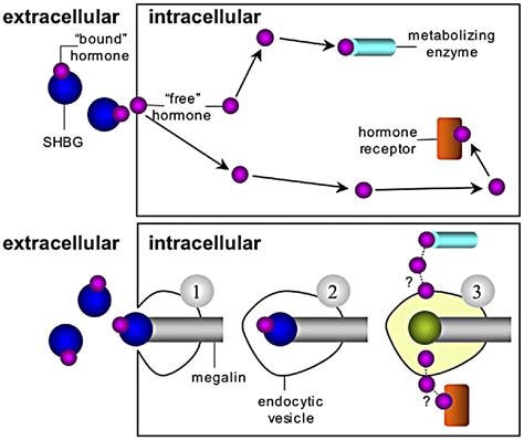 Unveiling Sex Hormone Binding Globulin Shbg