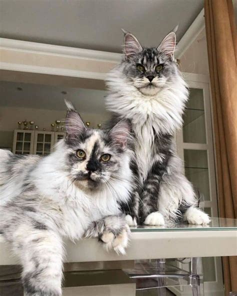 17 Unique Black Smoke Maine Coon Cats Rare Colors MaineCoon Org