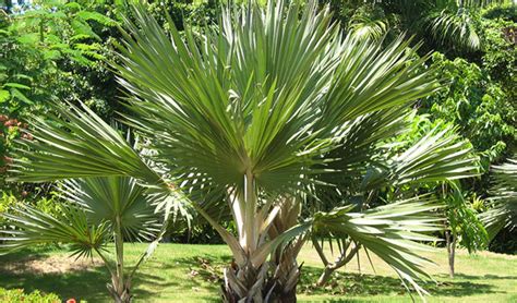 Comment Planter Et Entretenir Un Palmier Chez Vous Jardiland