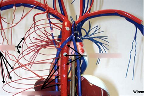 Arteries Branching From The Thoracic Aorta Diagram Quizlet