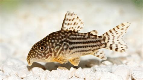 The Most Popular Cory Catfish Types With Pictures