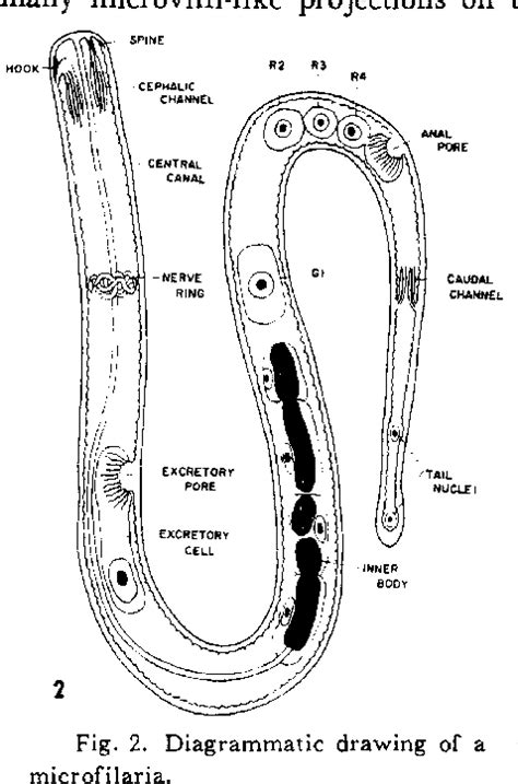 Brugia Malayi Morphology