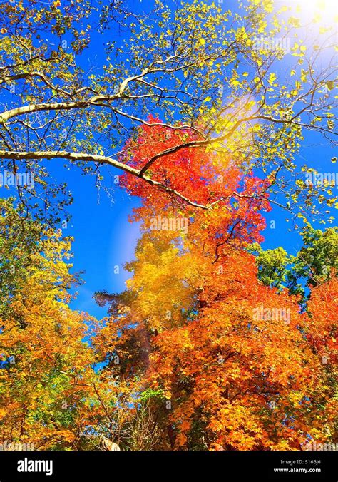 Fall foliage in north eastern USA Stock Photo - Alamy