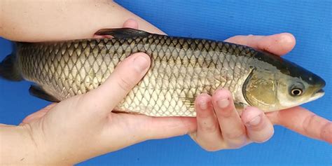 Triploid Grass Carp Farm Central Florida · Lake And Pond Remediation