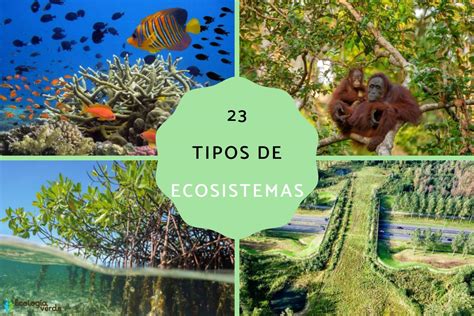 Ecosistemas Tipos De Ecosistemas The Best Porn Website