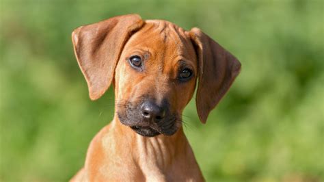 Rhodesian Ridgeback Wszystko Co Musisz Wiedzie O Tej Rasie