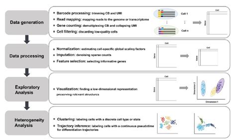 Dissecting Cellular Heterogeneity Using Single Cell Rna Sequencing