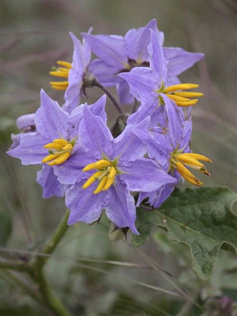 Silverleaf Nightshade Solanum Elaeagnifolium Copperas Co Bob