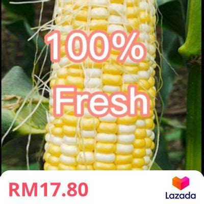 FREESHIPPING Grade AA Cameron Highlands Sweet Corn Gred AA Jagung