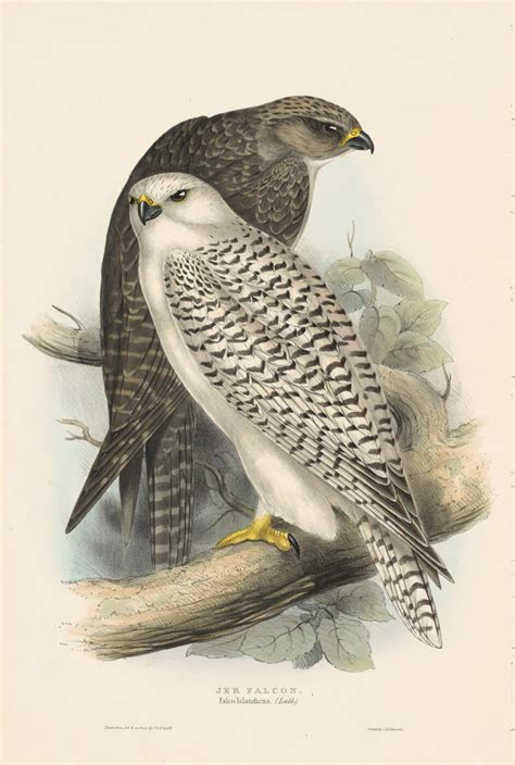 Gould Birds Of Europe Pl 19 Jer Falcon By Oppenheimer Editions