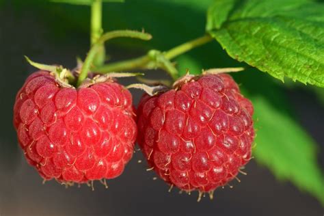 How to grow raspberries: they're easy to grow in any garden | Gardeningetc