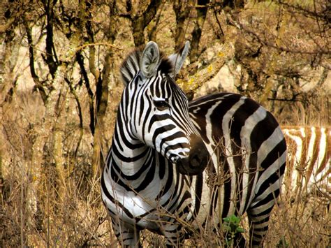 Fotos Gratis Naturaleza Blanco Fauna Silvestre Retrato África