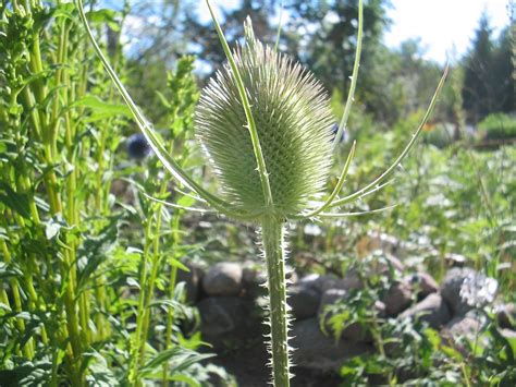 Distel Tuin Zomer Gratis Foto Op Pixabay Pixabay