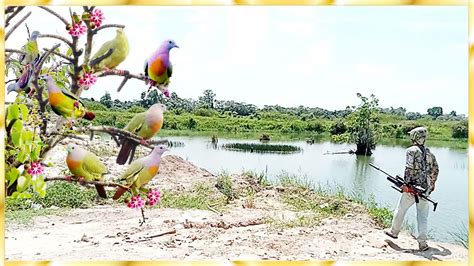 Alam Yang Indah Berburu Burung Punai Ketika Pohon Beringin Anggrong