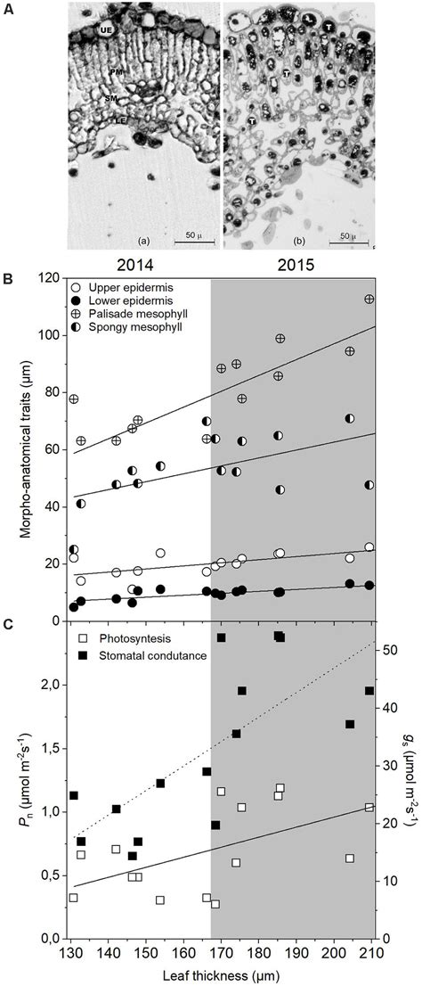 Frontiers Coordination Of Morpho Physiological And Metabolic Traits