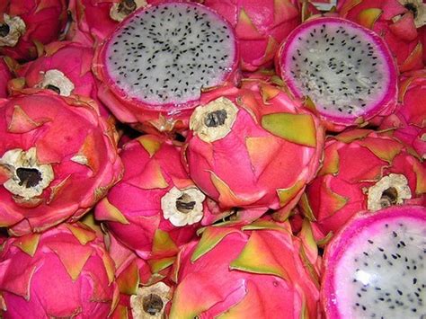 Le Pitaya Ou Fruit Du Dragon Présentation Et Culture