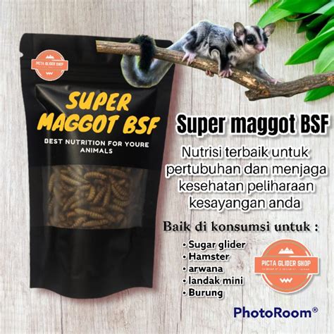 Jual Super Maggot Bsf Grade A Untuk Sugar Glider Landak Mini Hamster