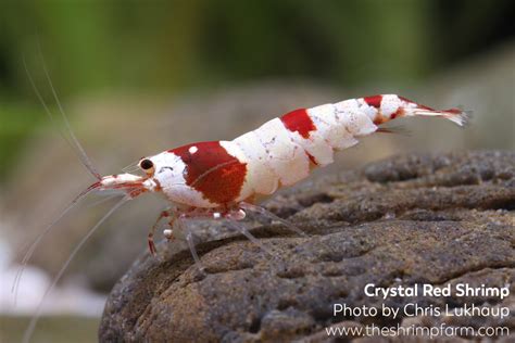 Crystal Red Shrimp Caridina Cf Cantonensis Care Info The