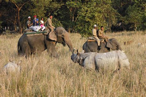 Assam's Pobitora Wildlife Sanctuary: Essential Travel Guide