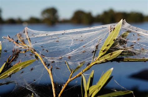 Spiders Flee Australian Flood - The Atlantic