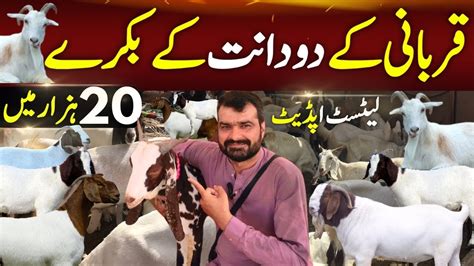 Karachi Ki Sabse Sasti Bakra Mandi Qurbani 2k24 Cheap Price Goats