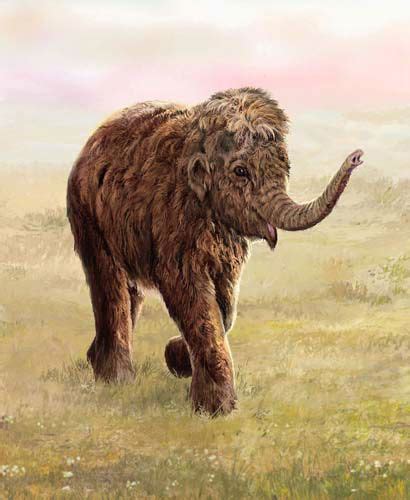 Photos Mummified Mammoth Lyuba Now In London Part Of Chicago Field