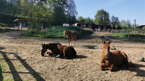 Écurie Active Au Haras De L’étoile Près De Rouen Les Chevaux Vivent En Liberté Et ça Marche