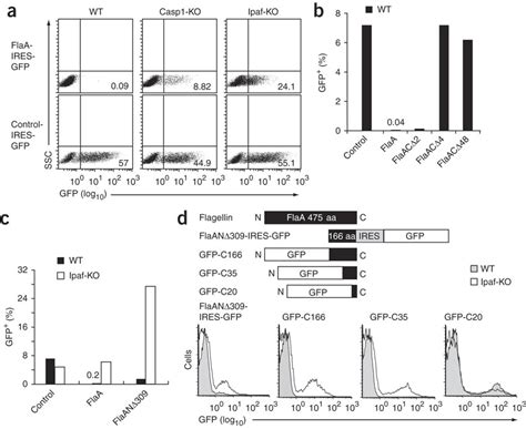 The C Terminus Of Flagellin Is Necessary And Sufficient To Trigger