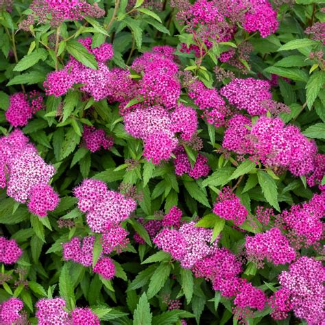 Japanese Spirea Japanese Meadowsweet Spiraea Japonica MyGardenLife