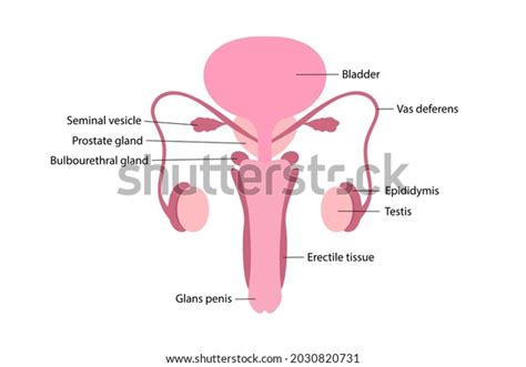 Vector Illustration Male Human Reproductive System Stock Vector