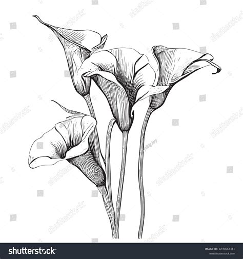 Calla Lily Flowers Hand Drawn Sketch Stock Vector Royalty Free