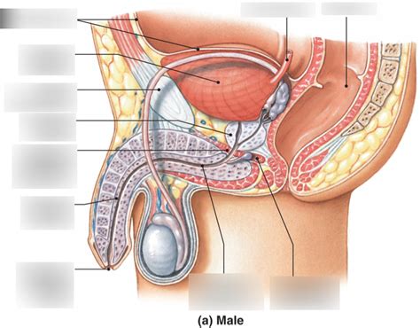 Male Urinary System Diagram Quizlet