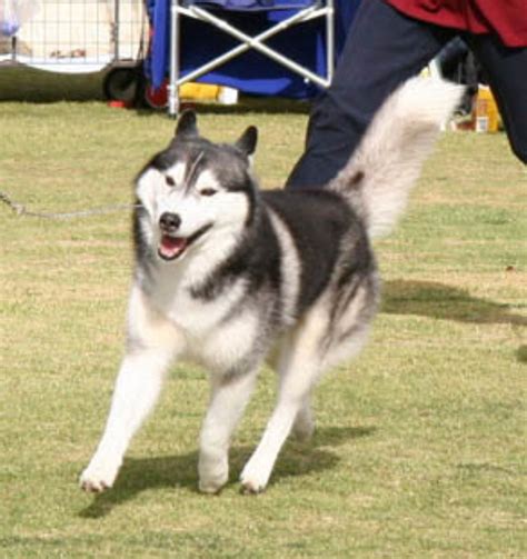 Asryn Kennels Siberian Huskies