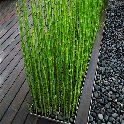 Rare Mini Black Moso-Bamboo Tree Seeds Plants Decor Indoor Home Garden | Bamboo Seeds Shop