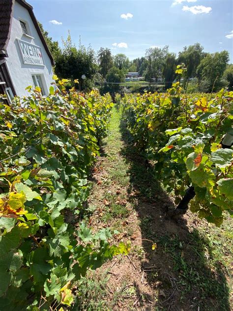 Fahrt In Das Weinanbaugebiet Saale Unstrut Kalkhorster