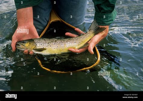 Fly Fishing For Trout Wild Brown Trout Salmo Trutta Mooi River