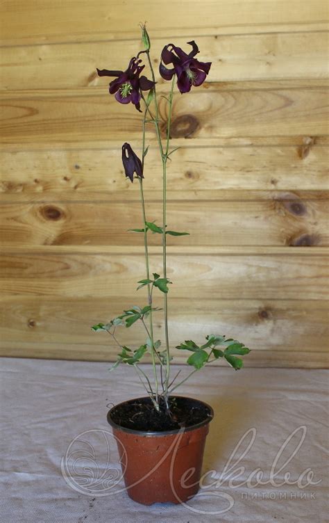 Аквилегия гибридная (Aquilegia x hybrida) - Аквилегия гибридная