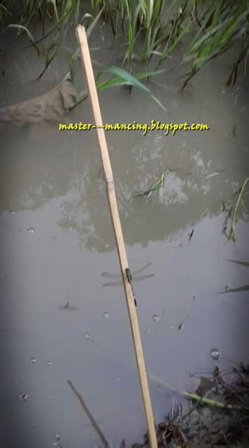 Master Mancing Mancing Lele Lembat Lele Akar Hidup Di Rawa Dan Sungai