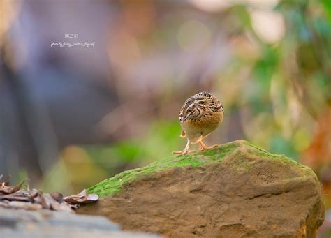 Dsc1246日本鵪鶉 日本鵪鶉學名：coturnix Japonica，英文名：japanese Quail，俗 Flickr