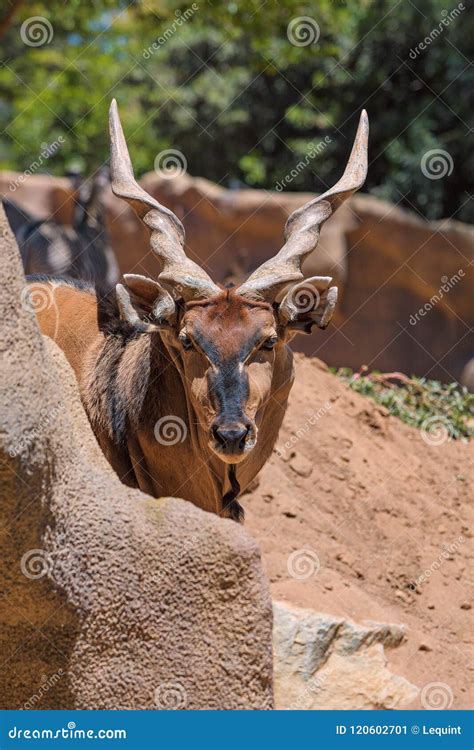 Eastern Giant Eland Largest Antelope In The World Here At The San Diego