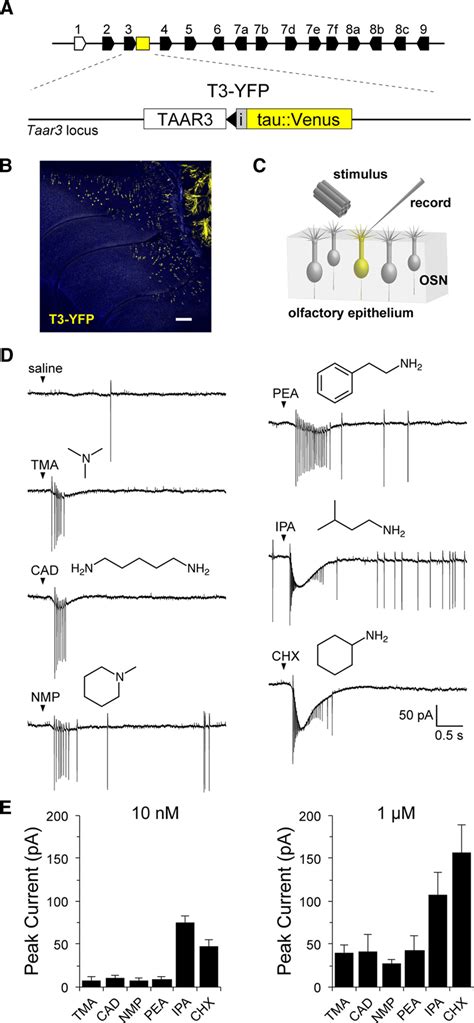 Taar Expressing Osns Are Broadly Tuned To Amines A Diagram Of The